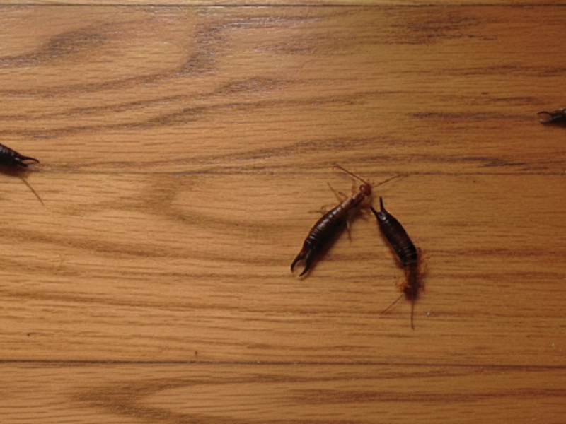 Multiple earwigs on a wooden floor