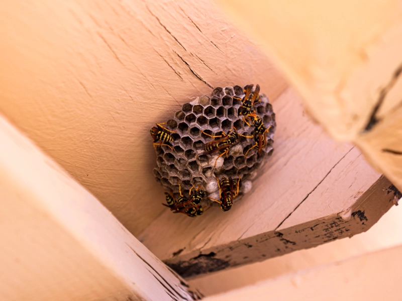 A wasp nest in a wood building fixture